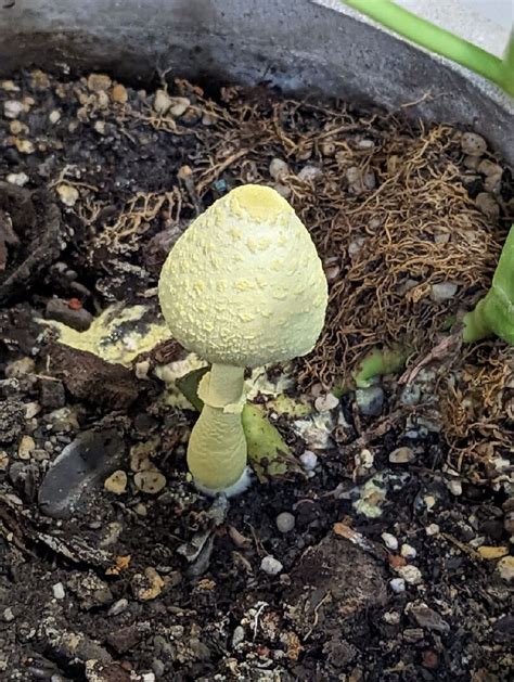 家裡長香菇風水|【盆栽長菇風水】盆栽長菇風水大揭密：好兆頭還是潛在危機？